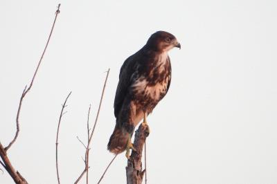 Buse variable