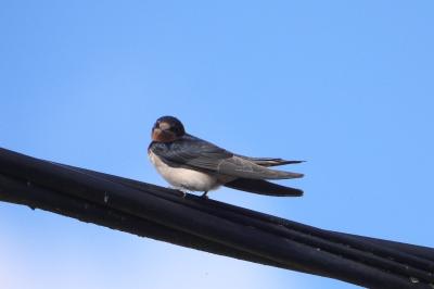 Hirondelle rustique