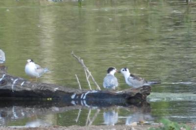 Guifette leucoptère