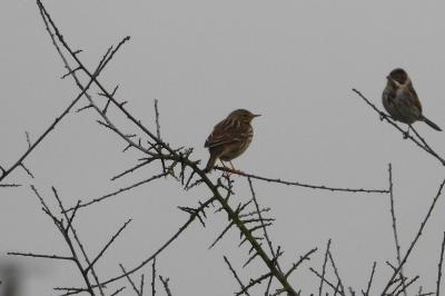 Pipit farlouse
