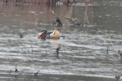 Canard mandarin