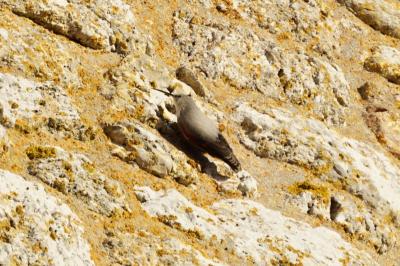 Tichodrome échelette