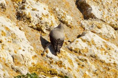 Tichodrome échelette