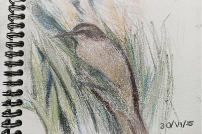 Rousserolle turdoïde