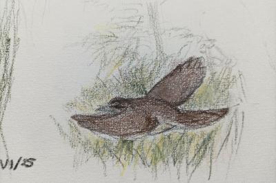 Rousserolle turdoïde