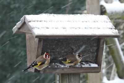 Chardonneret élégant