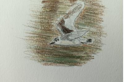 Mouette pygmée