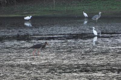 Cigogne noire