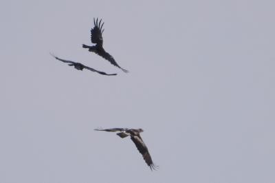 Aigle botté