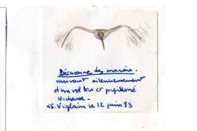 Bécassine des marais