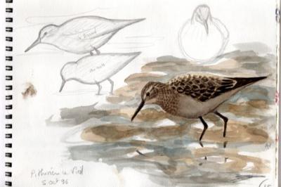 Bécasseau de Baird