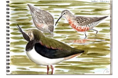 Bécasseau cocorli