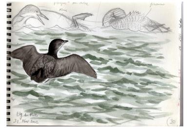 Plongeon imbrin