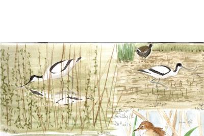 Avocette élégante