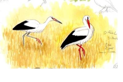 Cigogne blanche