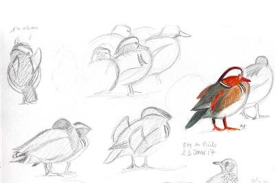 Canard mandarin