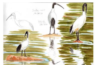 Ibis sacré