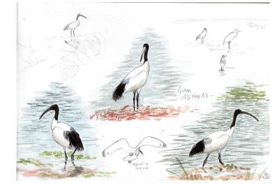 Ibis sacré