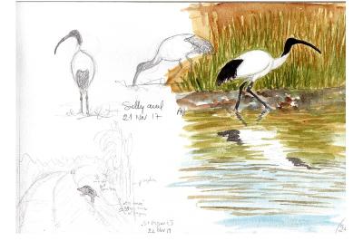 Ibis sacré