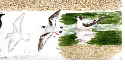 Mouette pygmée