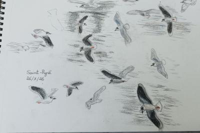 Mouette pygmée