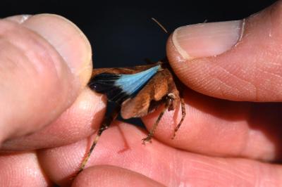 OEdipode turquoise