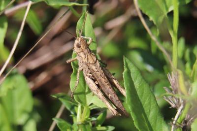 <i>Gomphocerippus brunneus</i>