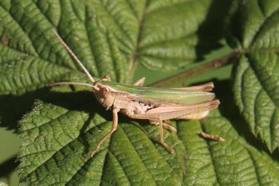 <i>Chorthippus</i>