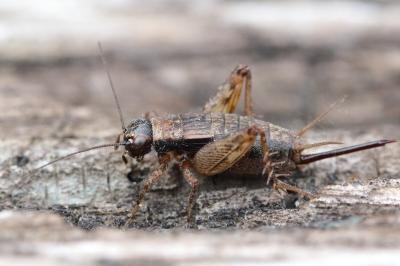 Grillon des bois