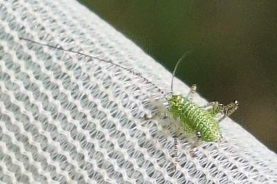 Leptophye ponctuée
