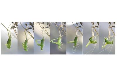 <i>Phaneroptera</i>