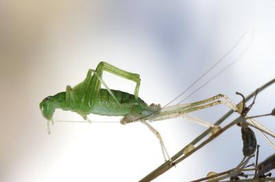 <i>Phaneroptera</i>
