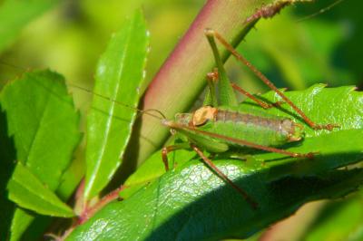 Leptophye ponctuée