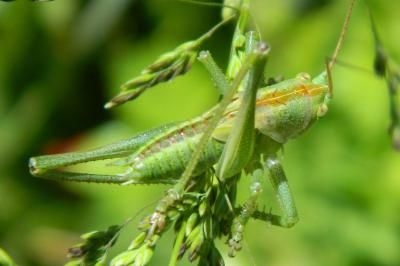 Leptophye ponctuée