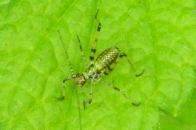 Leptophye ponctuée