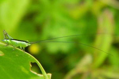 Conocéphale des Roseaux