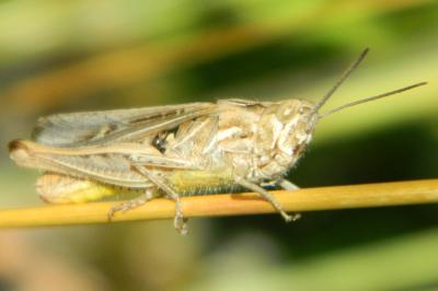 <i>Gomphocerippus brunneus</i>