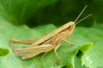 <i>Euchorthippus elegantulus</i>