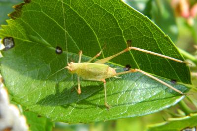 Leptophye ponctuée