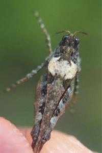 Tétrix des vasières