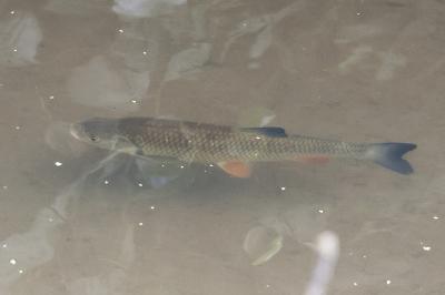Squalius cephalus
