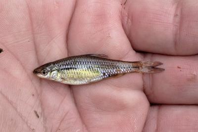 <i>Pseudorasbora</i>