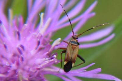 <i>Adelphocoris vandalicus</i>