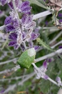 <i>Nezara viridula</i>