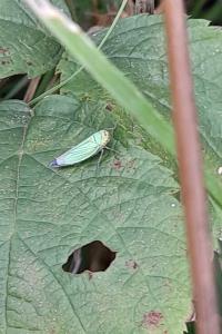 <i>Cicadella viridis</i>