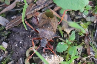 <i>Picromerus bidens</i>