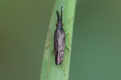 <i>Heterotoma planicornis</i>