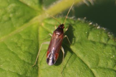 <i>Phylus coryli</i>