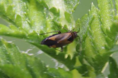 <i>Plagiognathus arbustorum</i>