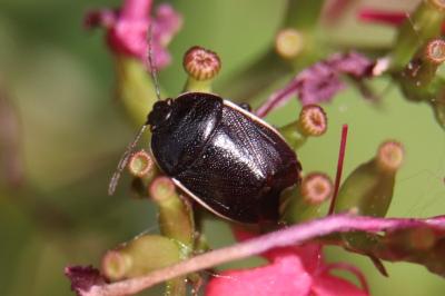 <i>Adomerus maculipes</i>